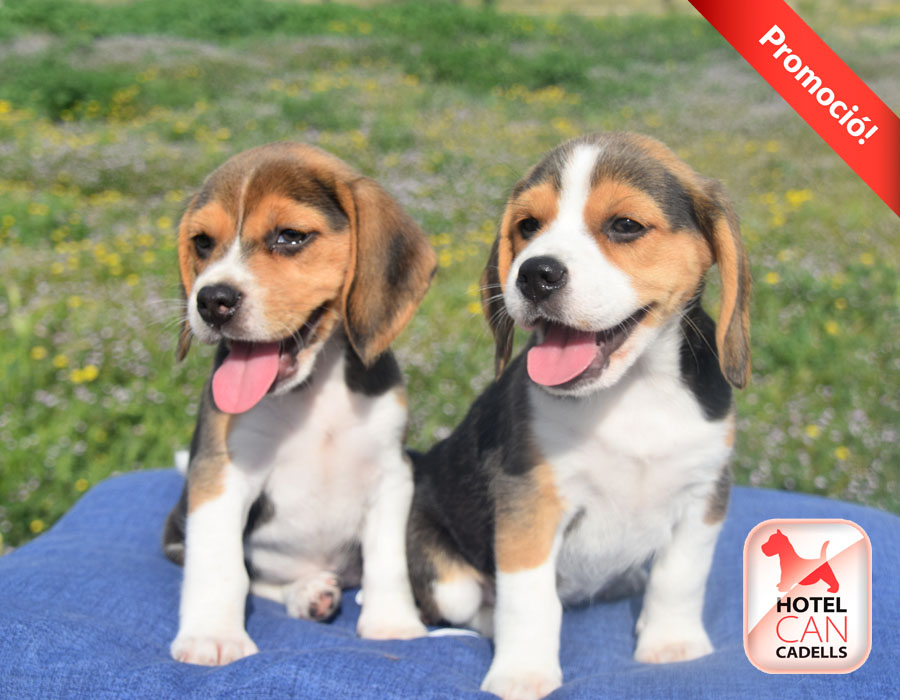 Beagle precio Hotelcan