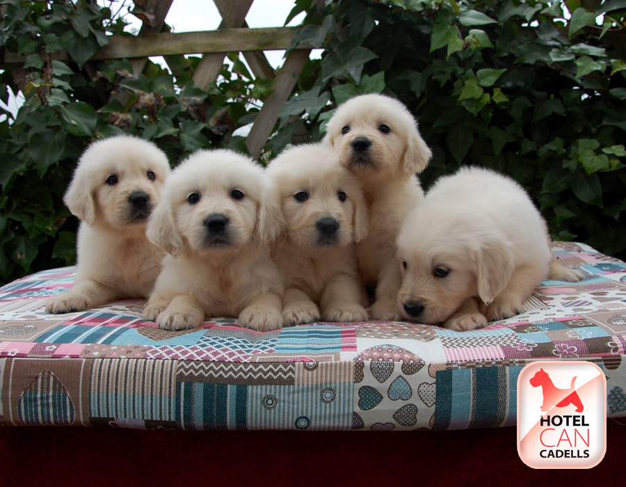 Cachorros Golden Retriever Barcelona hotelcan