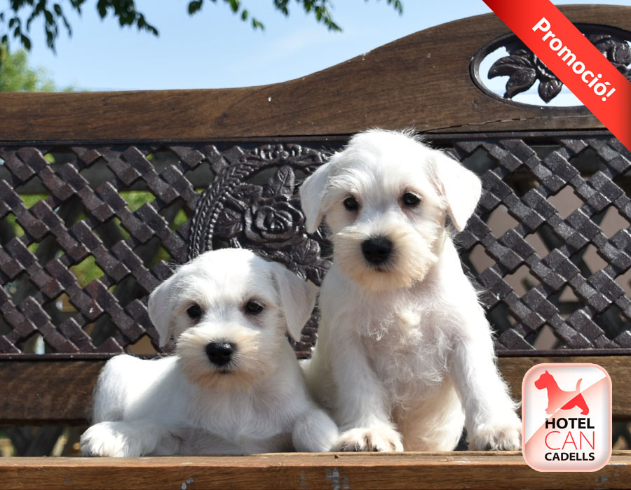 Schnauzer Mini precio Hotelcan