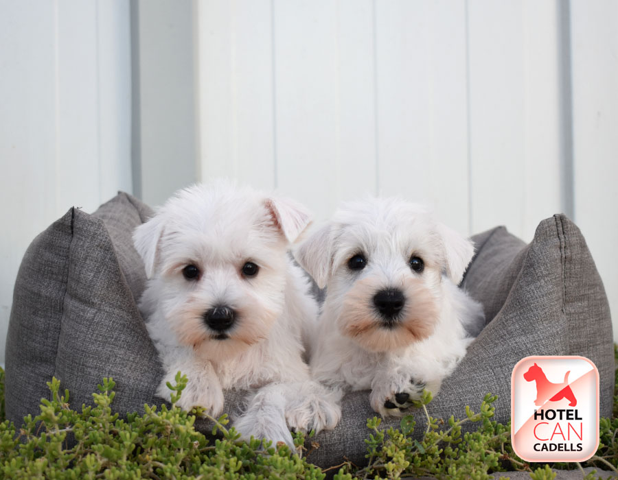 Venta de Schnauzer Hotelcan